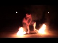 Banyan on Double Fire Staff | Ba!iHai Series