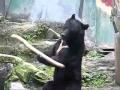 Bear Style Kung Fu